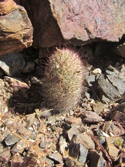 Mammillaria sheldonii