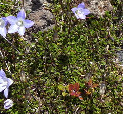 Wahlenbergia pygmaea