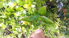 Gaultheria oppositifolia