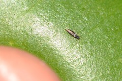 Heliothrips haemorrhoidalis