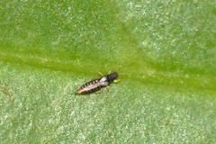 Heliothrips haemorrhoidalis