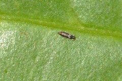 Heliothrips haemorrhoidalis