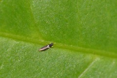 Heliothrips haemorrhoidalis