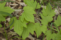 Dioscorea nipponica