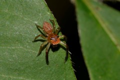 Prostheclina pallida