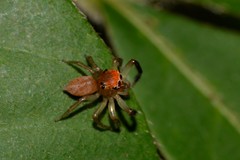 Prostheclina pallida