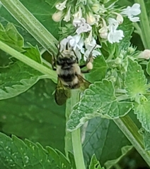 Anthophora terminalis