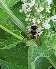 Anthophora terminalis
