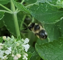 Anthophora terminalis