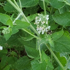 Anthophora terminalis