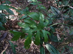 Philodendron distantilobum