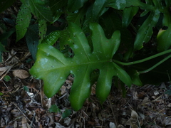 Philodendron distantilobum