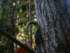 Philodendron distantilobum