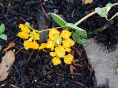 Aspicarpa hirtella