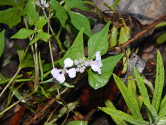 Hesperidanthus linearifolius