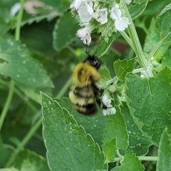 Bombus perplexus