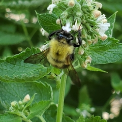 Bombus perplexus
