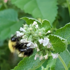 Bombus perplexus