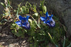 Southern Gentian - Photo (c) Benoit NABHOLZ, some rights reserved (CC BY-SA), uploaded by Benoit NABHOLZ
