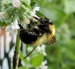 Bombus perplexus