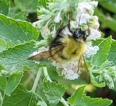 Bombus perplexus