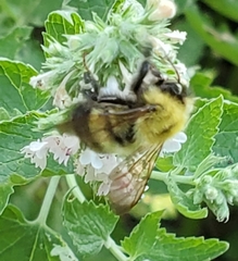 Bombus perplexus
