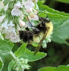 Bombus perplexus