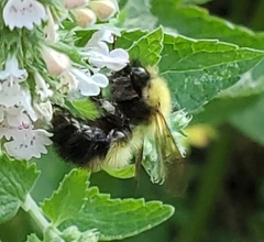 Bombus perplexus
