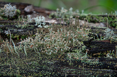 Cladonia botrytes