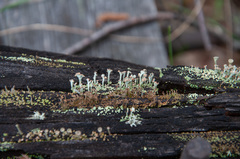 Cladonia botrytes