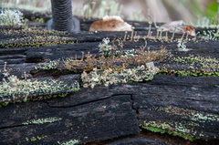 Cladonia botrytes