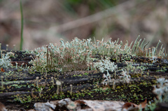Cladonia botrytes
