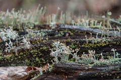 Cladonia botrytes