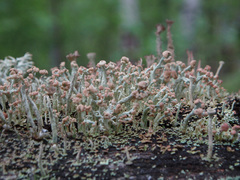 Cladonia botrytes