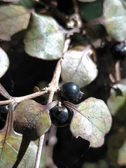Coprosma spathulata spathulata