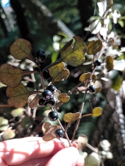 Coprosma spathulata spathulata