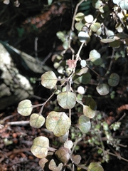 Coprosma spathulata spathulata