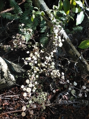 Coprosma spathulata spathulata