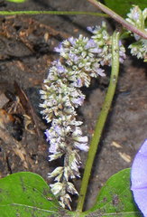 Agastache wrightii