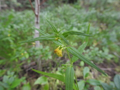 Melampyrum sylvaticum