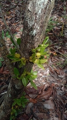 Bifalcula