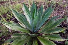 Agave maximiliana