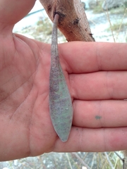 Apiomorpha pedunculata