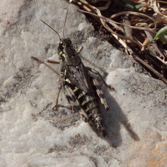 Bohemanella frigida