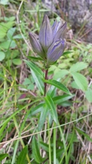 Gentianopsis detonsa raupii