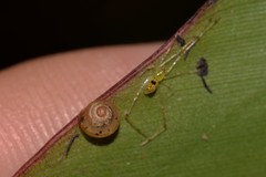 Coneuplecta calculosa