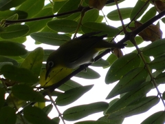 Zosterops simplex