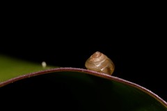Coneuplecta calculosa