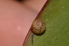 Coneuplecta calculosa