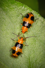Aulacophora hilaris
